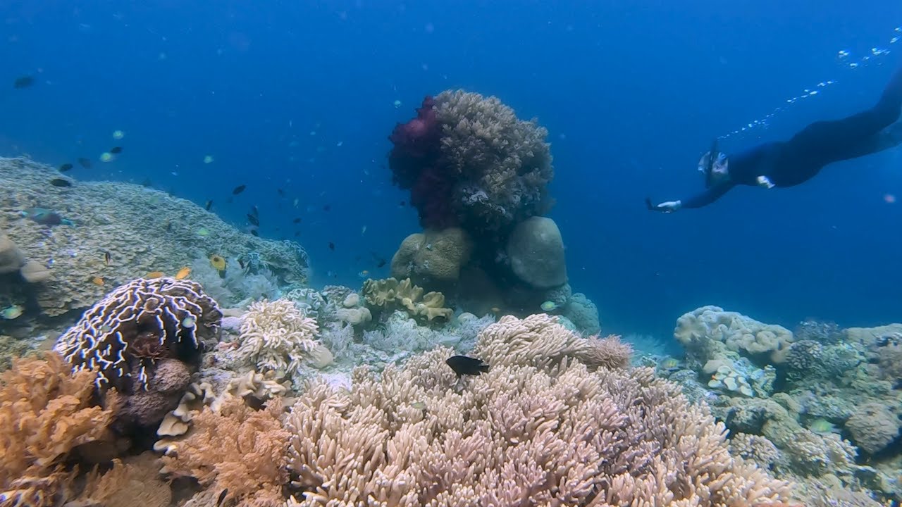 Raja Ampat  2023 - Batanta  - Dayan Housereef part 1