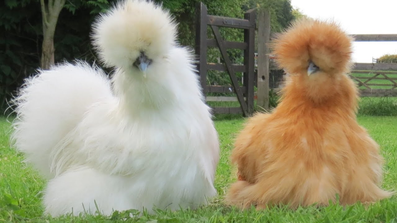 Silkie Chickens | Nature’s Fluffy Incubators