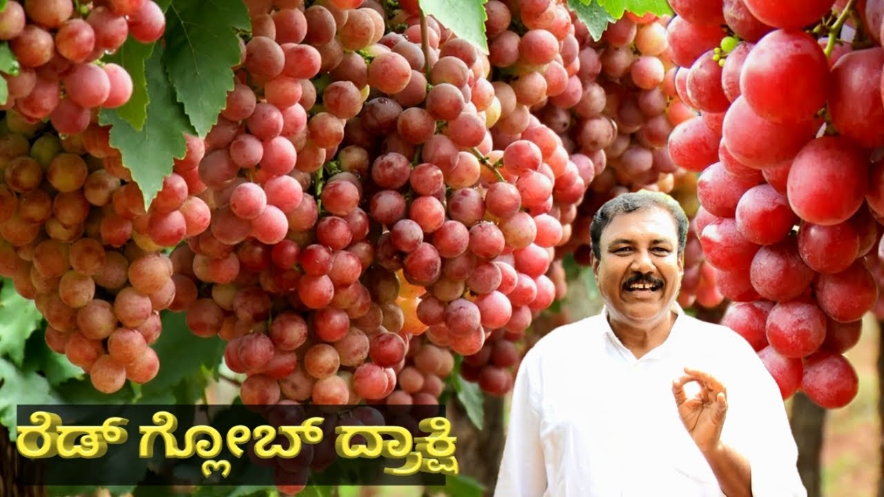 RED GLOBE GRAPE FARMING | GRAPE FARMING IN KARNATAKA | ರೆಡ್ ಗ್ಲೋಬ್ ದ್ರಾಕ್ಷಿ | ದ್ರಾಕ್ಷಿ ಬೆಳೆ
