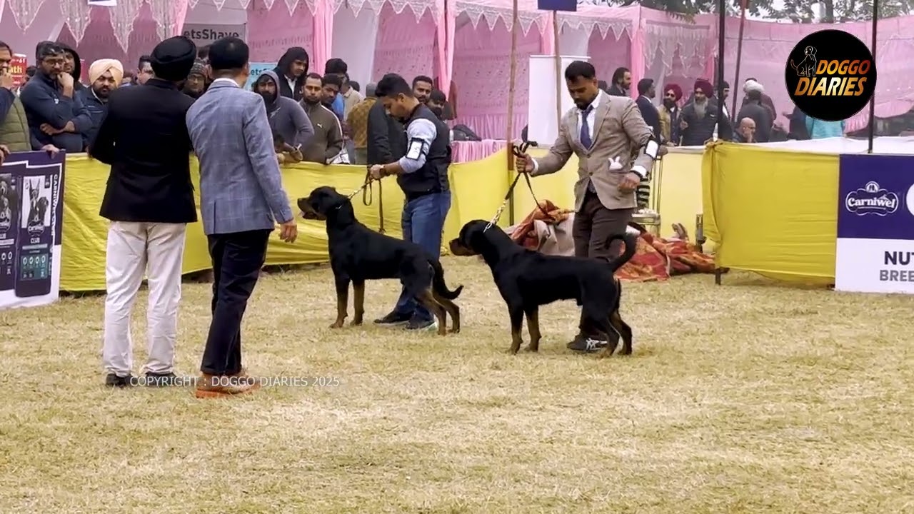 Karnal Dog Show  | Rottweiler | Judge: Bernard | 20 Aug 2025 I Doggo Diaries