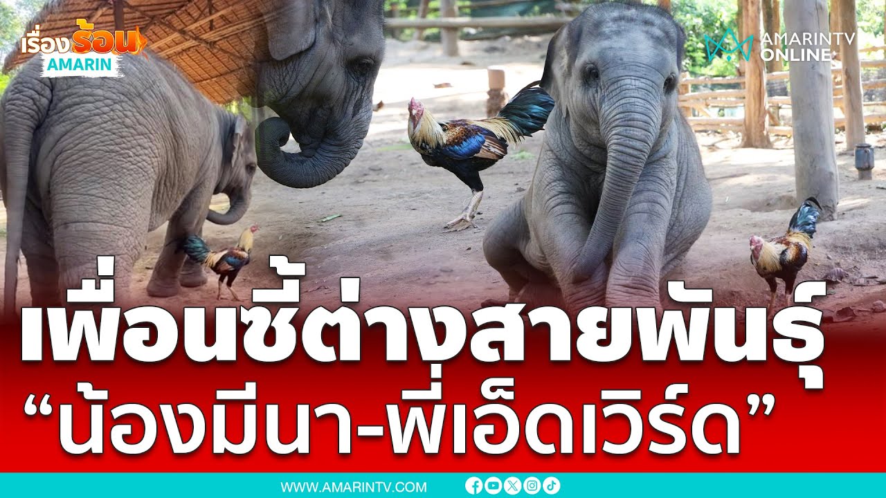 เปิดตัวดาวดวงใหม่ “น้องมีนา” กับเพื่อนซี้ต่างสายพันธุ์ “พี่เอ็ดเวิร์ด”  | เรื่องร้อนอมรินทร์