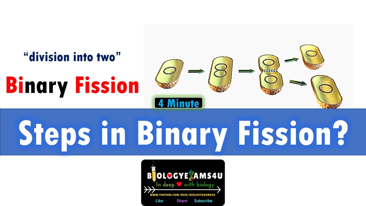 What are the steps of Binary fission? What is Z ring?