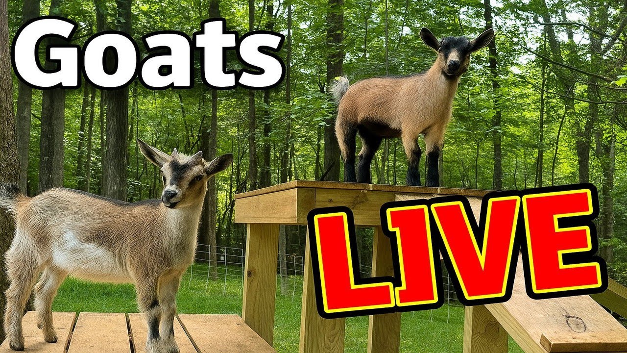 Goats In The Backwoods!....LIVE