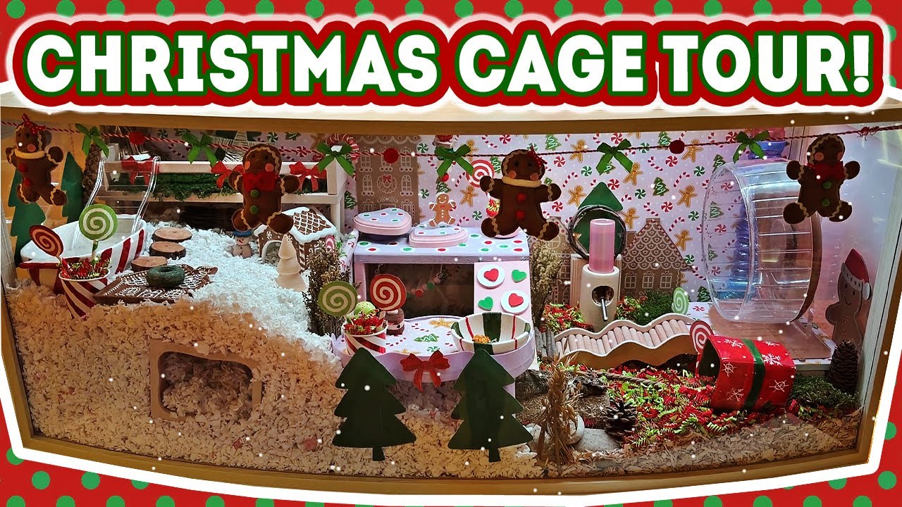 Rivet's Christmas Gingerbread Themed Hamster Cage Tour!