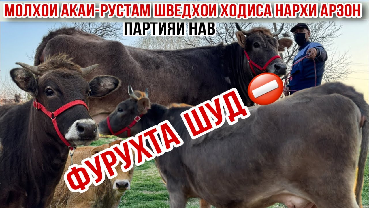 МОЛХОИ АКАИ РУСТАМ ПАРТИЯИ НАВ 23 февраля 2026 г.