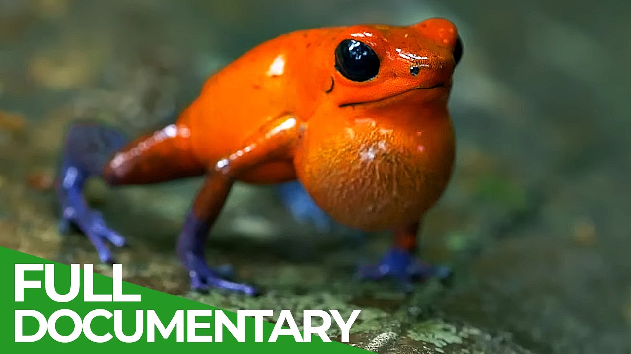 The Wildlife of Costa Rica | Free Documentary Nature