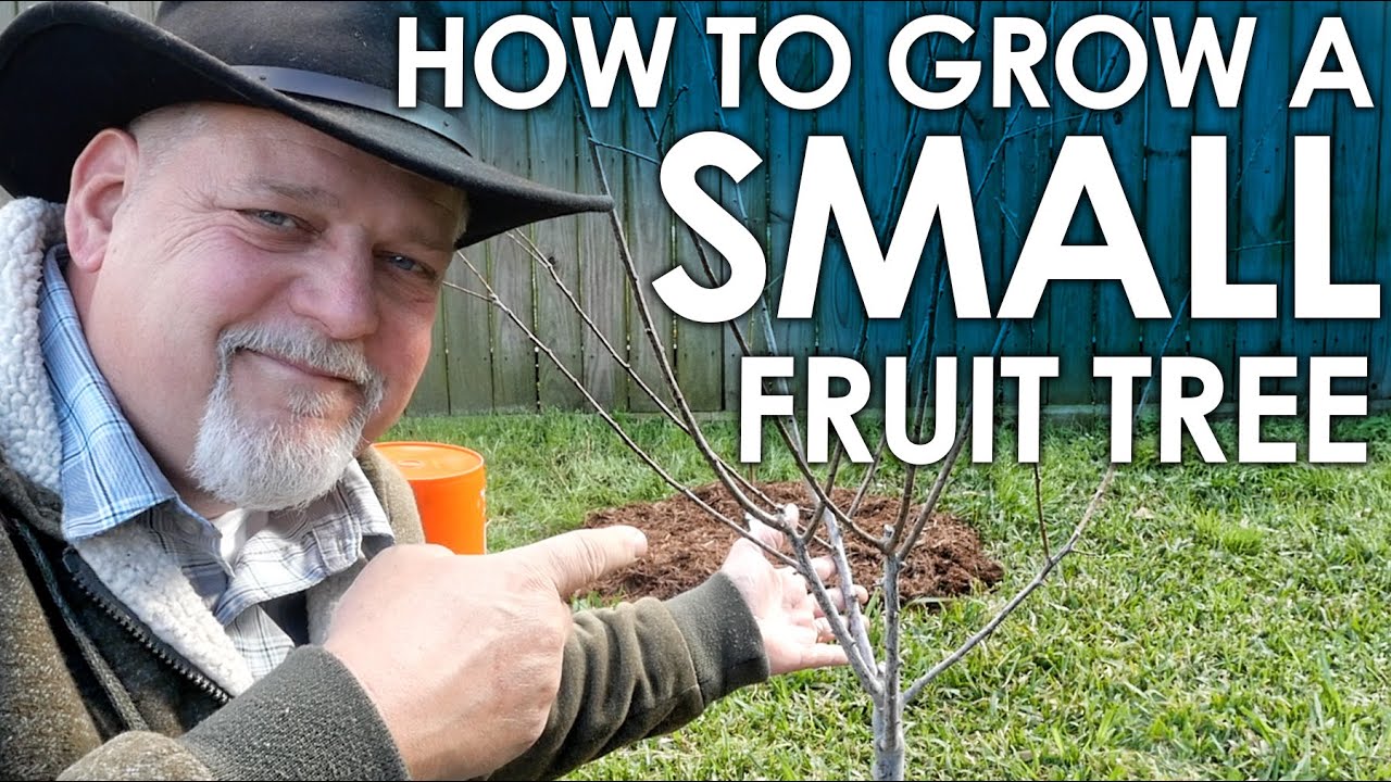 How to Grow a SMALL Fruit Tree - Peach Edition || Black Gumbo