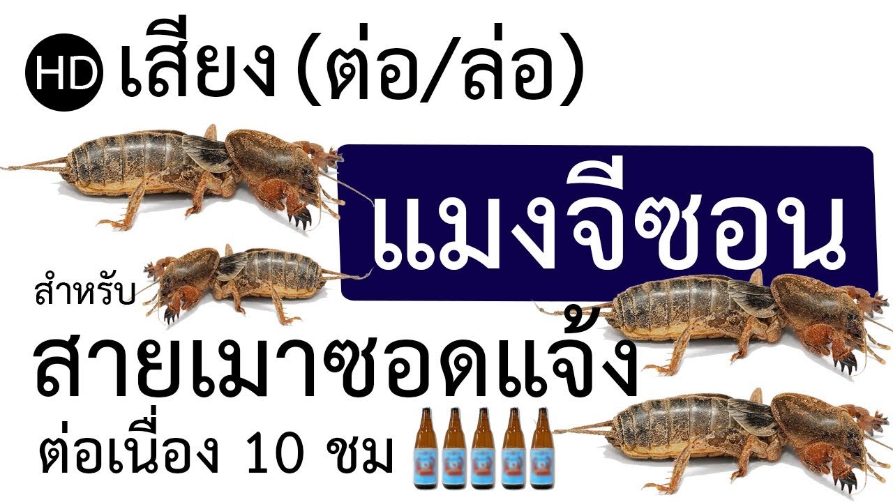 เสียงล่อแมงจีซอน กะมล HD ต่อเนื่องไม่สะดุด 10 ชั่วโมง [แมงกระชอน/จ๊กโจน] សំលេងមេខ្មុលឮច្បាស់ល្អ100%