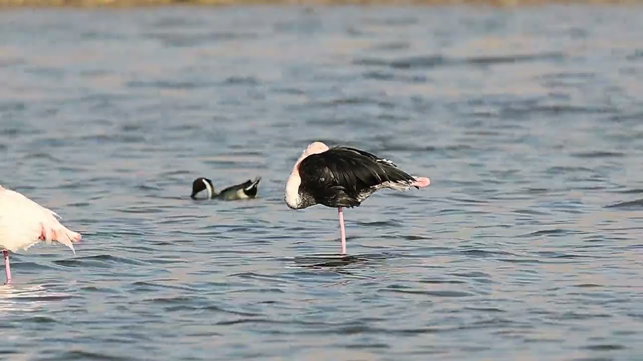 Fekete rózsás flamingó/פלמינגו גדול עם מלניזם/Melanistic Greater Flamingo-Eilat,Israel (2023.01.07.)