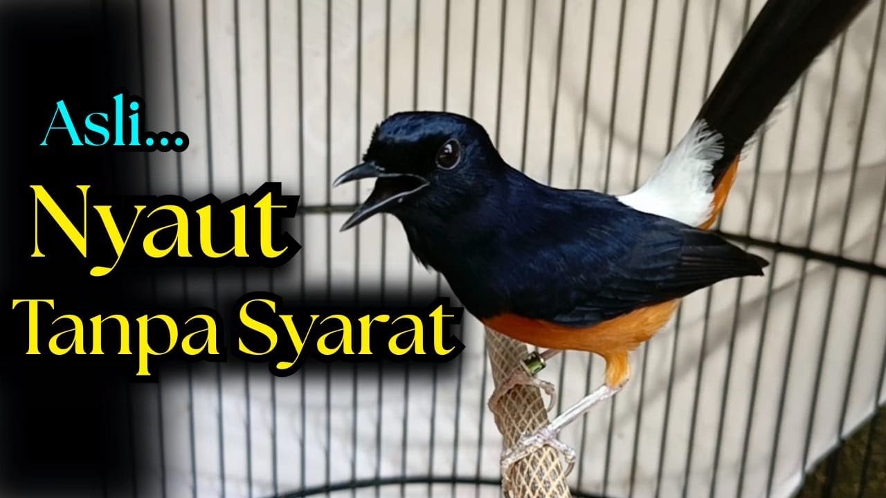 SUARA PANCINGAN MURAI BATU GACOR AMPUH JADIKAN MURAI BATU AGAR NYAUT BUNYI
