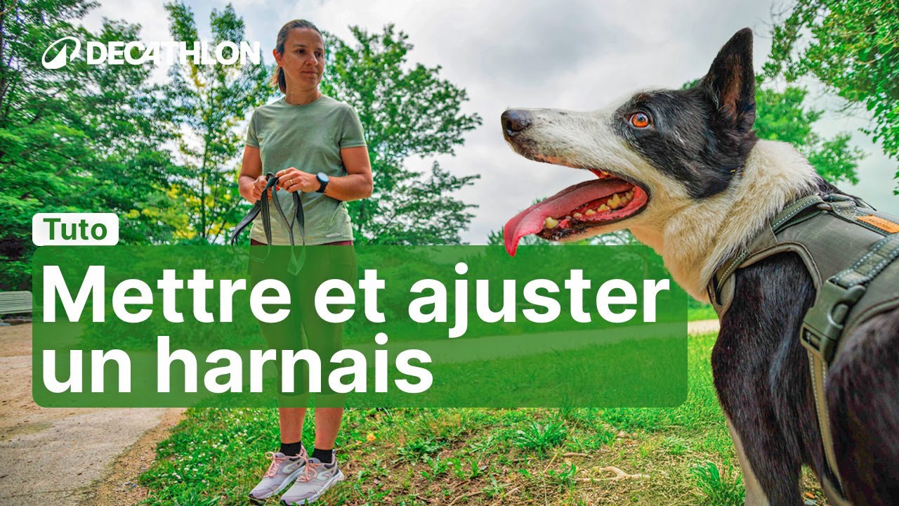 TUTO - Harnais pour chien : Comment mettre et ajuster le harnais ? 🐶 I Decathlon