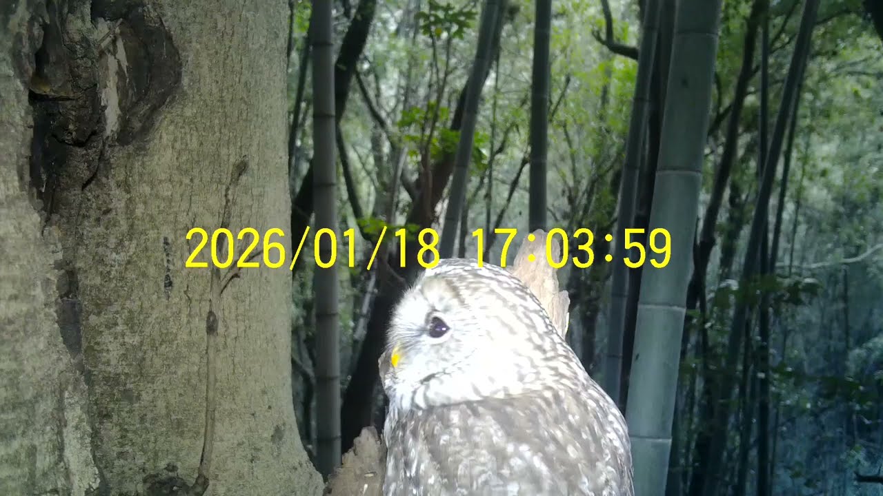 2026-01-18 Owl フクロウ 巣穴 広島県 呉市 広