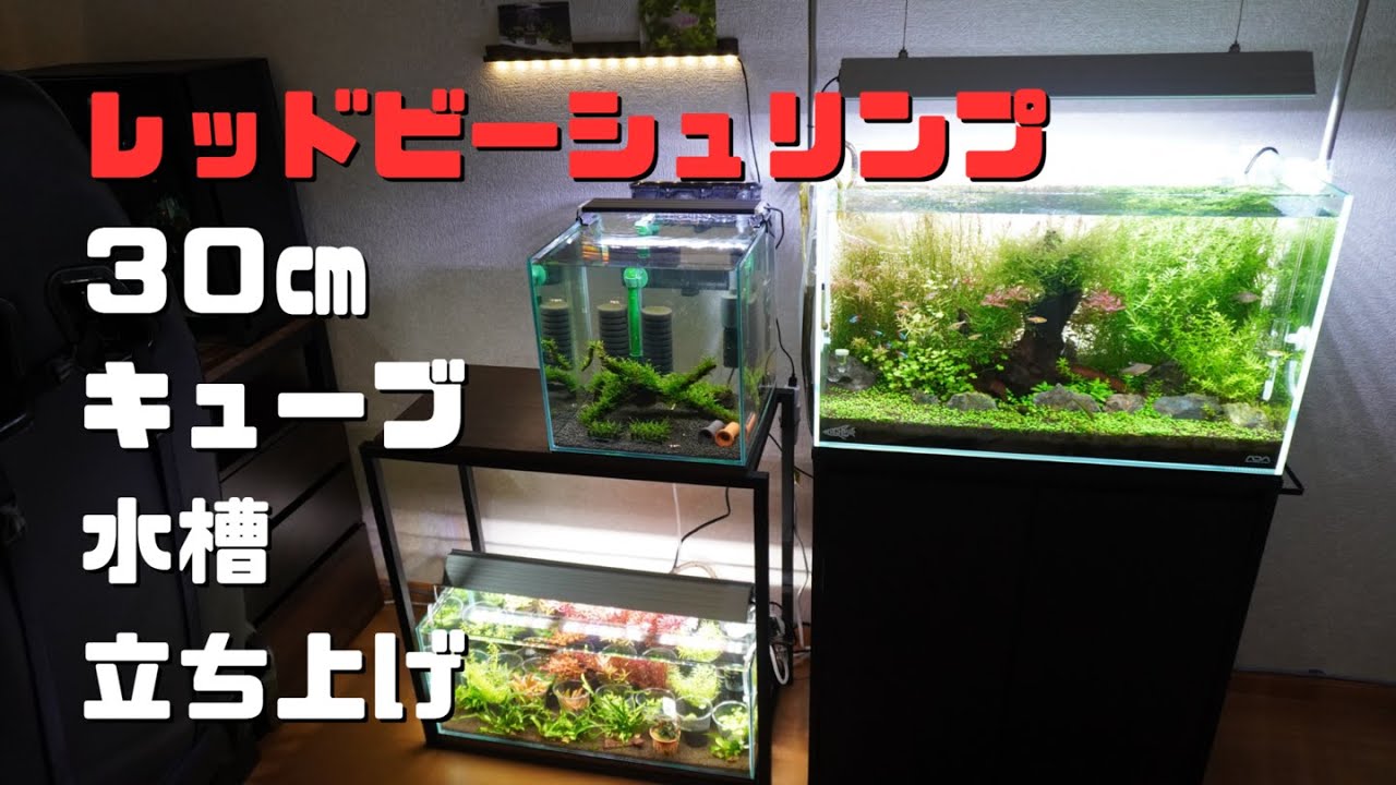 【レッドビーシュリンプ水槽】外掛け式フィルターとアマゾニアソイル薄敷きで繫殖に挑戦。 #35