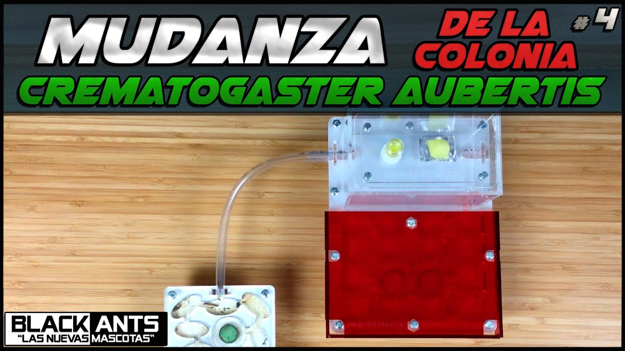 MUDANZA COLONIA CREMATOGASTER AUBERTIS