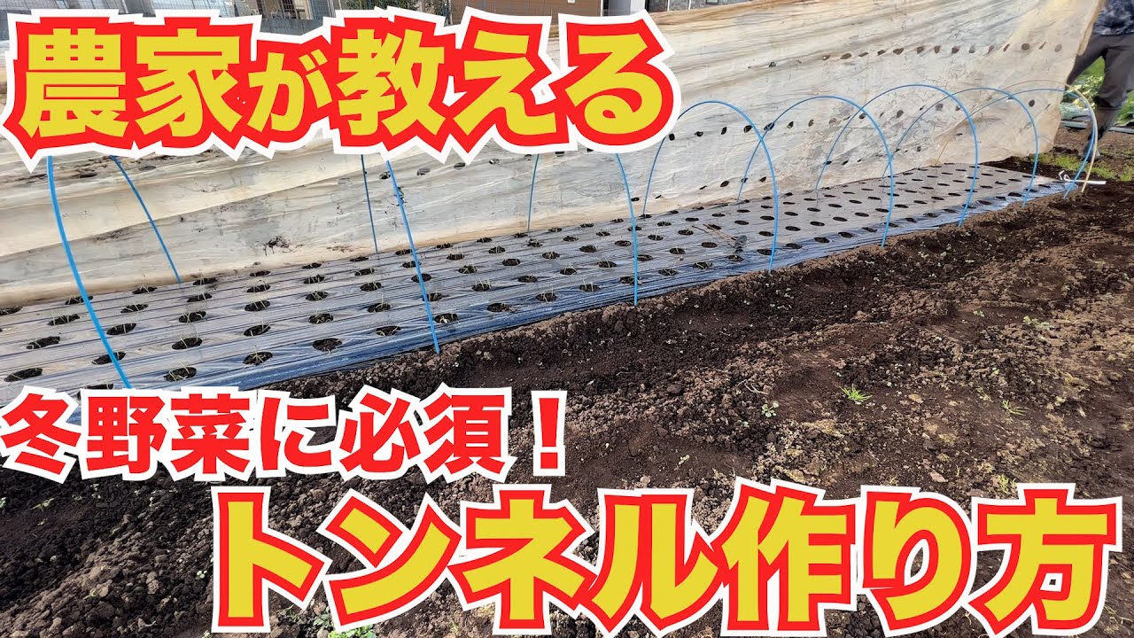 【冬野菜】あったか〜い！野菜が喜ぶビニールトンネルの作り方講座