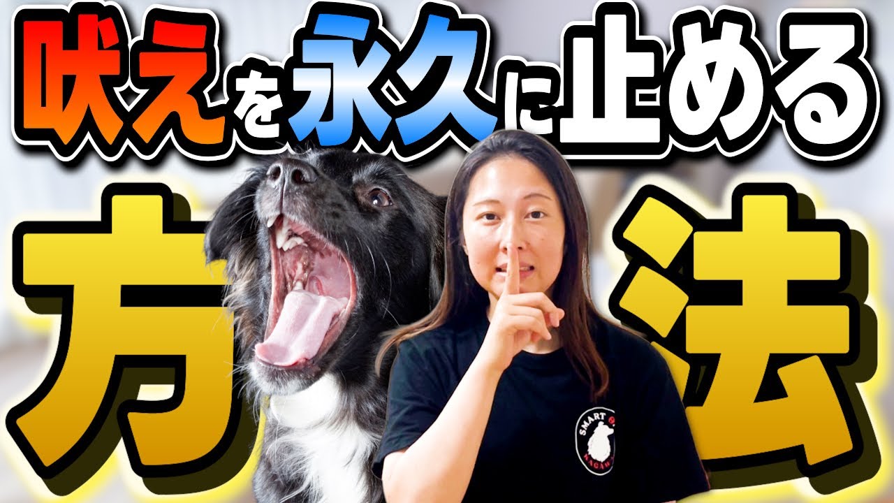 【知っていました？】犬の吠えはプラスとマイナスのエネルギーがある！それぞれに合う〝マテ〟の教え方とは？