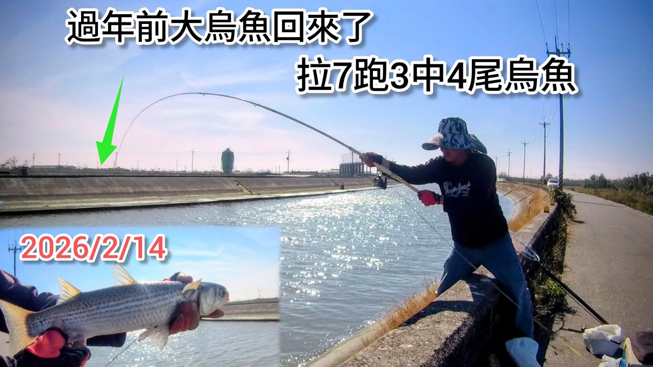 過年前野生大烏魚回來了 可以過個好年了（400集）@Pin338548 阿平趴趴走