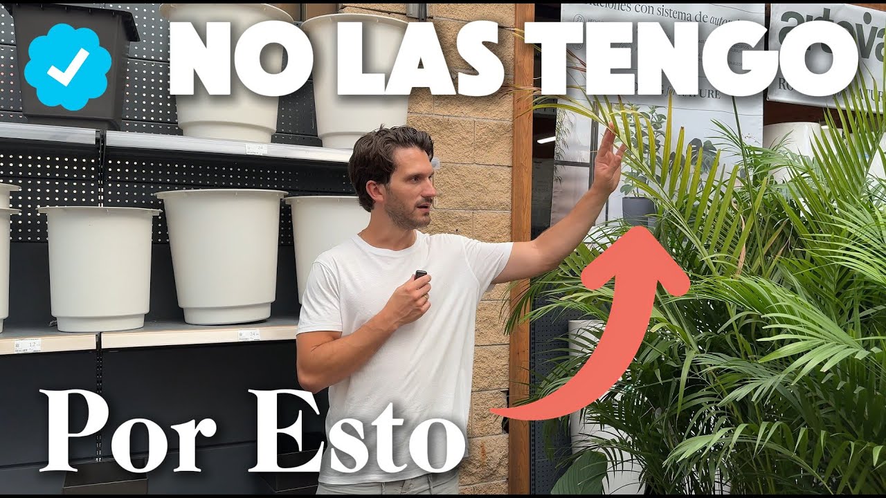 TOP 10 Plantas de Interior para Esquinas y las que NO