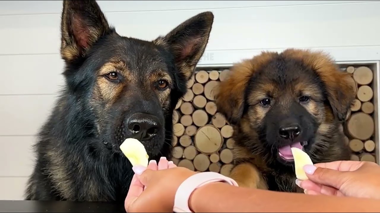 Puppy Reviews Food With Brother