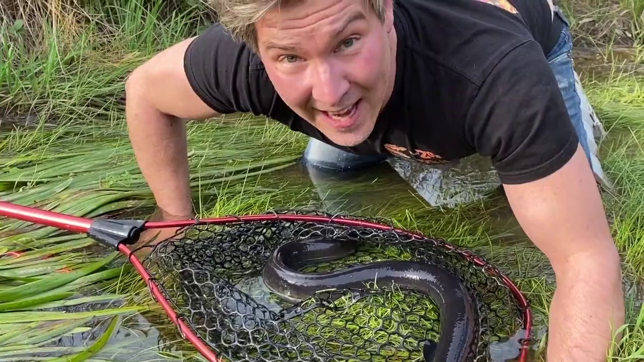 Manningham's Backyard Biodiversity: Short Finned Eel