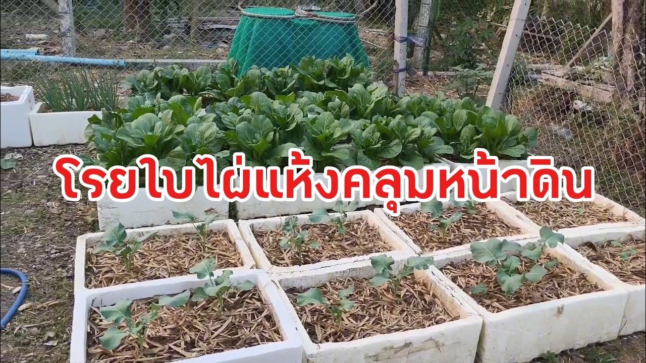 ใช้ใบไผ่คลุมดินรักษาความชุ่มชื้น