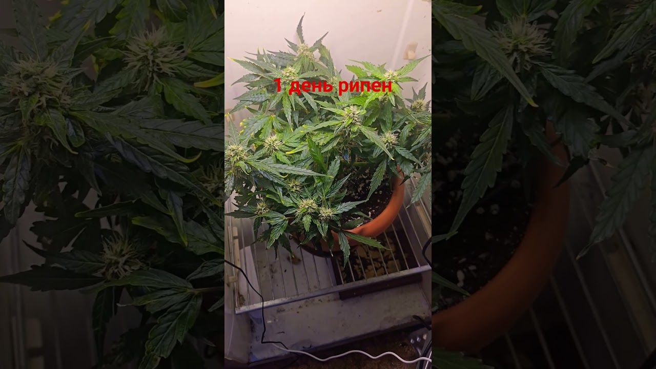 #West coast OG auto fem ot BioSeeds GrowerZ