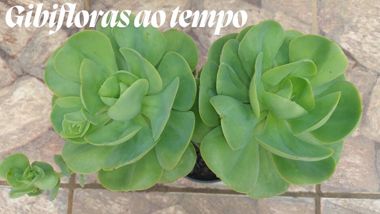 Suculentas resistentes, mesmo com pouco sol, e muitas chuvas