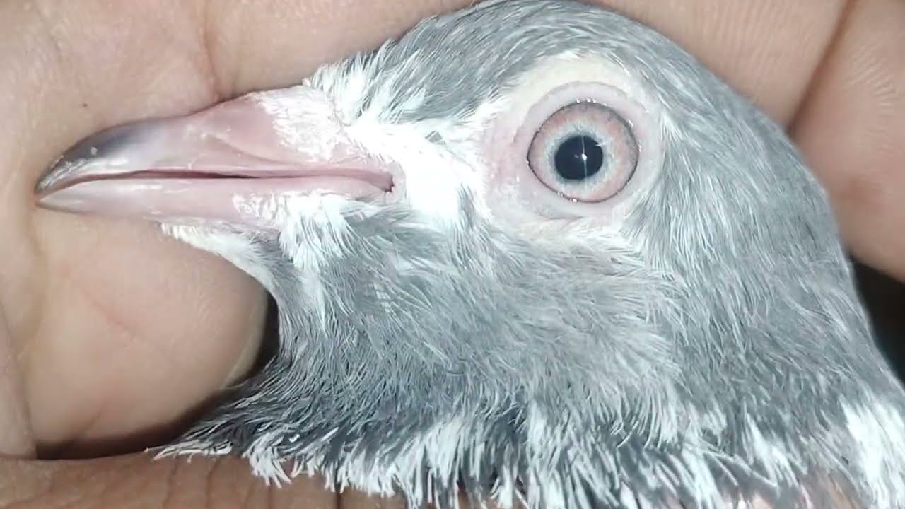 ماشاءاللہ سبسکرائبر بھائیوں کے لیے سستے 5جوڑے لگے لگائے 3000جوڑا جہلم 03435073582