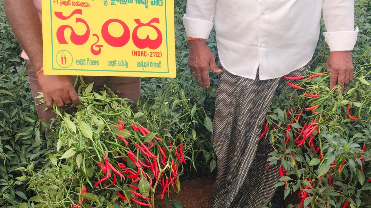 వైరస్ ను నల్లిని తట్టుకొని కాసిన తేజ వెరైటీ నవధాన్య సీడ్స్ వారి స్కంద అధిక గింజ శాతం అత్యధిక దిగుబడి