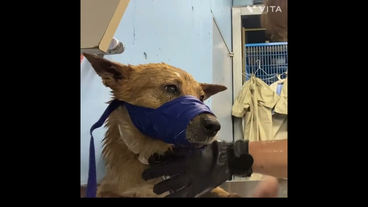 【保護犬】とらのすけくん　初シャンプー　#ZOOねるパーク　#岡山市保健所　#岡山市　#保護犬　#野犬　#野良犬　#人馴れ訓練　#譲渡希望者募集