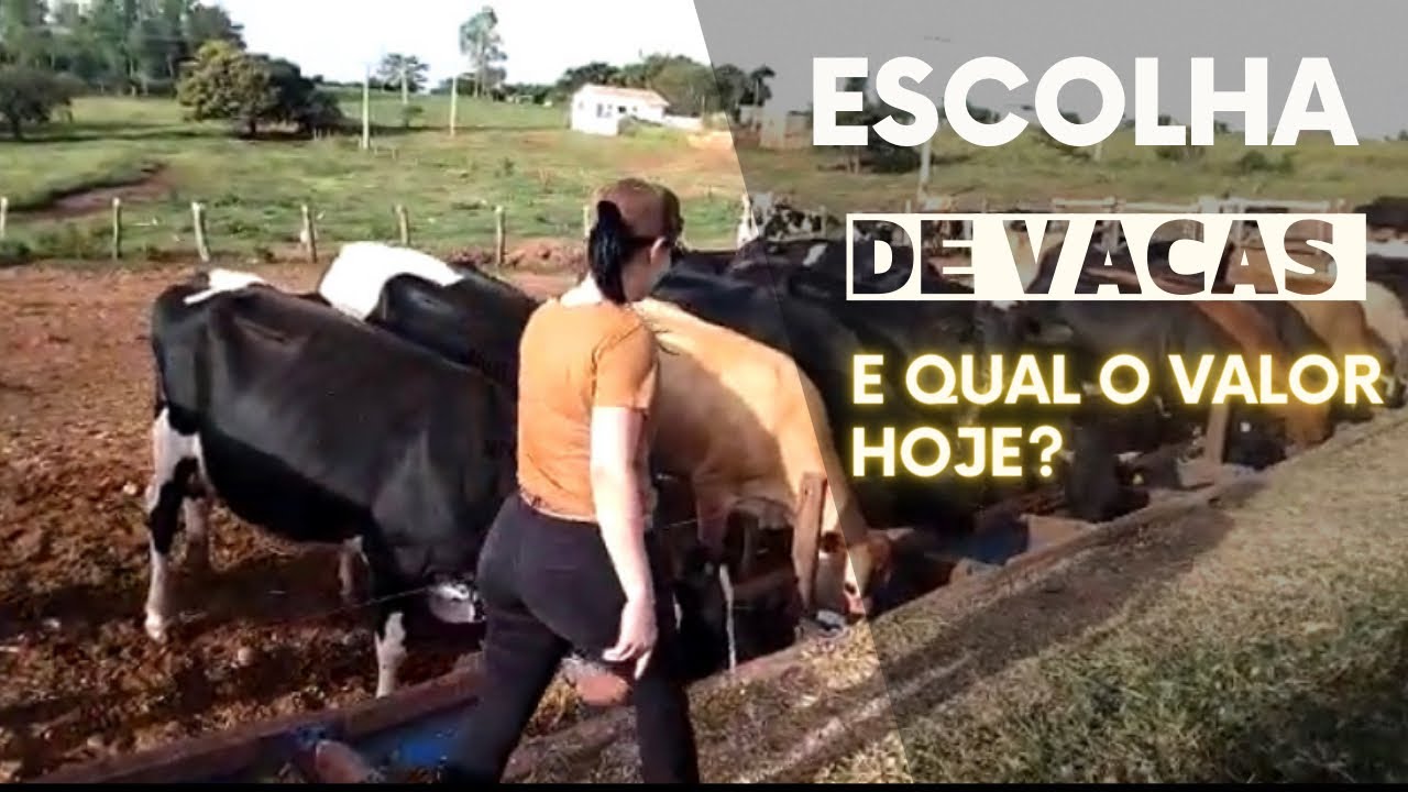 SELECIONANDO VACAS LEITEIRAS E QUAL O VALOR PAGO