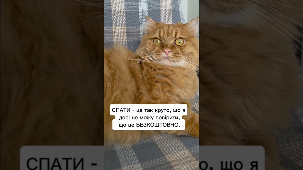 Сон #гуморукраїна #жартиукраїна #гуморукраїнською #котиприколи #кітблогер #приколиукраїна #cat