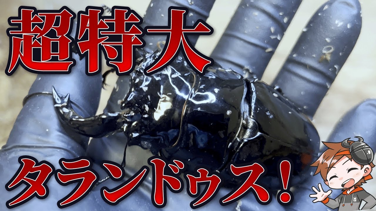 【超特大】今期結果が良かったので自慢します。【タランドゥス】