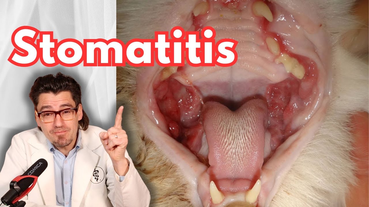 How a Vet treats Stomatitis in the CAT.