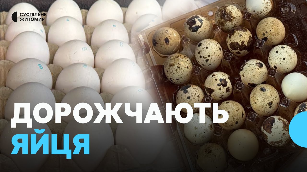 На Житомирському ринку дорожчають курячі та перепелині яйця