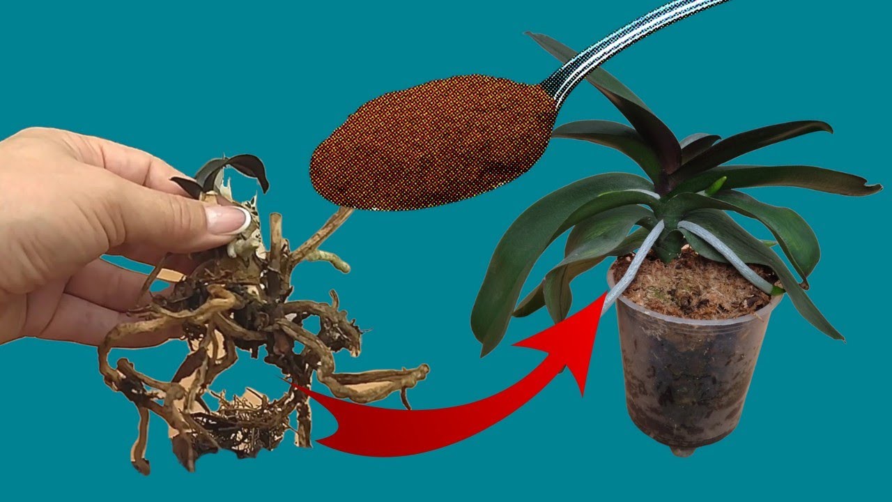 🔥🌿👍 Nicht wegwerfen! Mit Hilfe dieses wunderbaren Mittels wird Ihre Orchidee zum Leben erweckt!