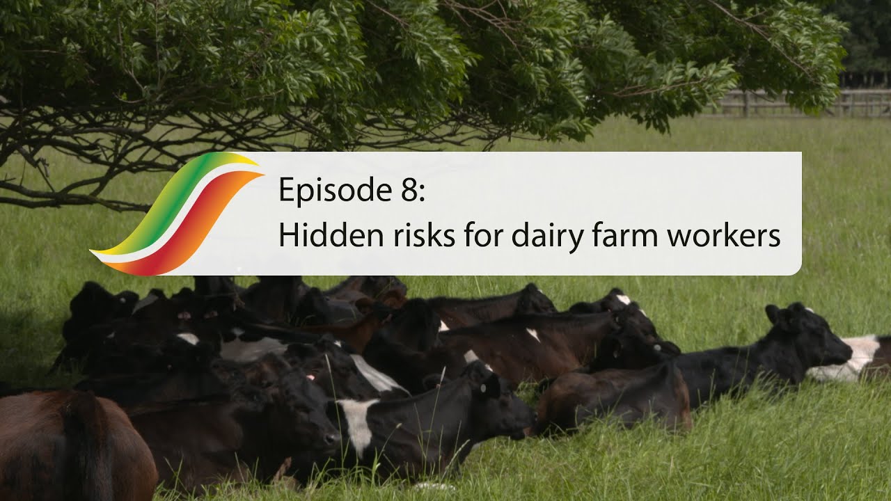 New Leptospirosis research shows hidden risks for dairy farm workers - Episode 8 | Massey University