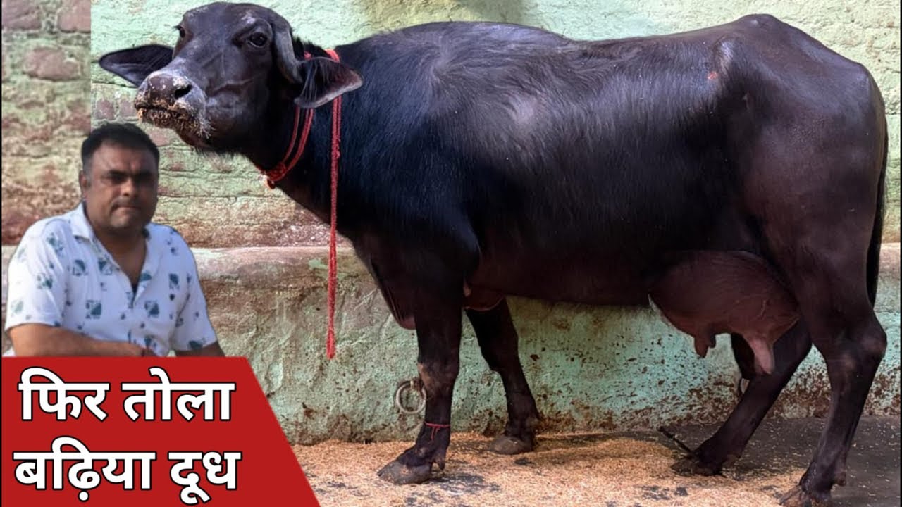 फिर तोला बढ़िया दूध, दो दांत मिणी झोटी की दूसरी Live Milking || at Rohtak Dairy Farm (9812930814)