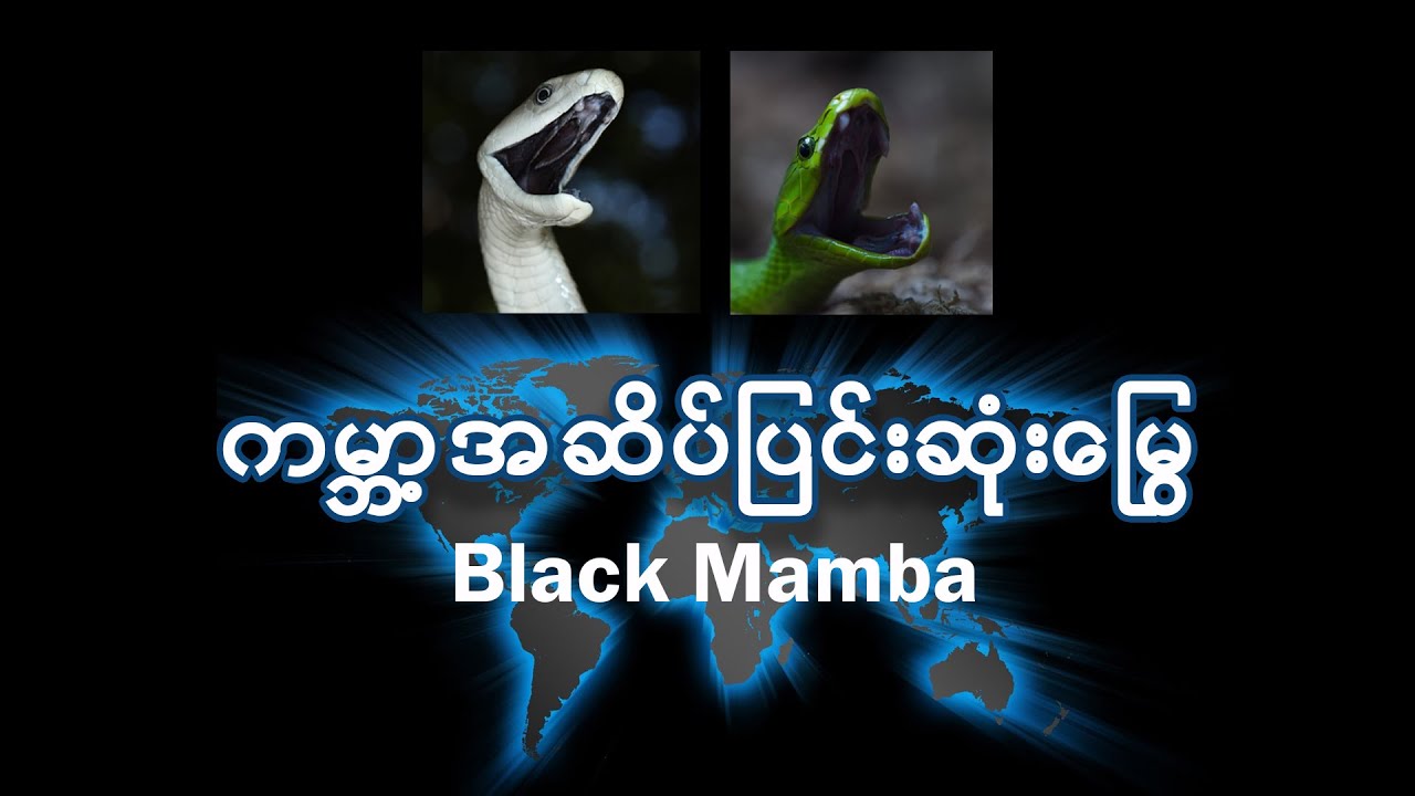 ကမ္ဘာ့အဆိပ်ပြင်းဆုံးမြွေ  Black Mamba Snake