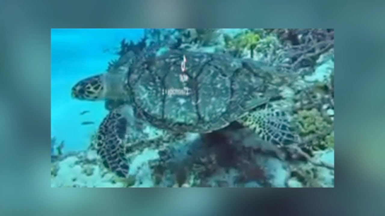 My First Adaptive Scuba Diving Trip - Sharon Malone, T5 Complete Paraplegic from Arizona, USA