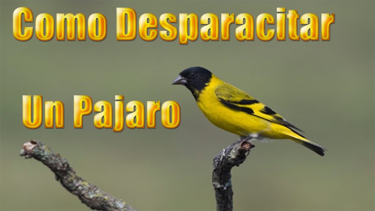 Como desparasitar un pájaro