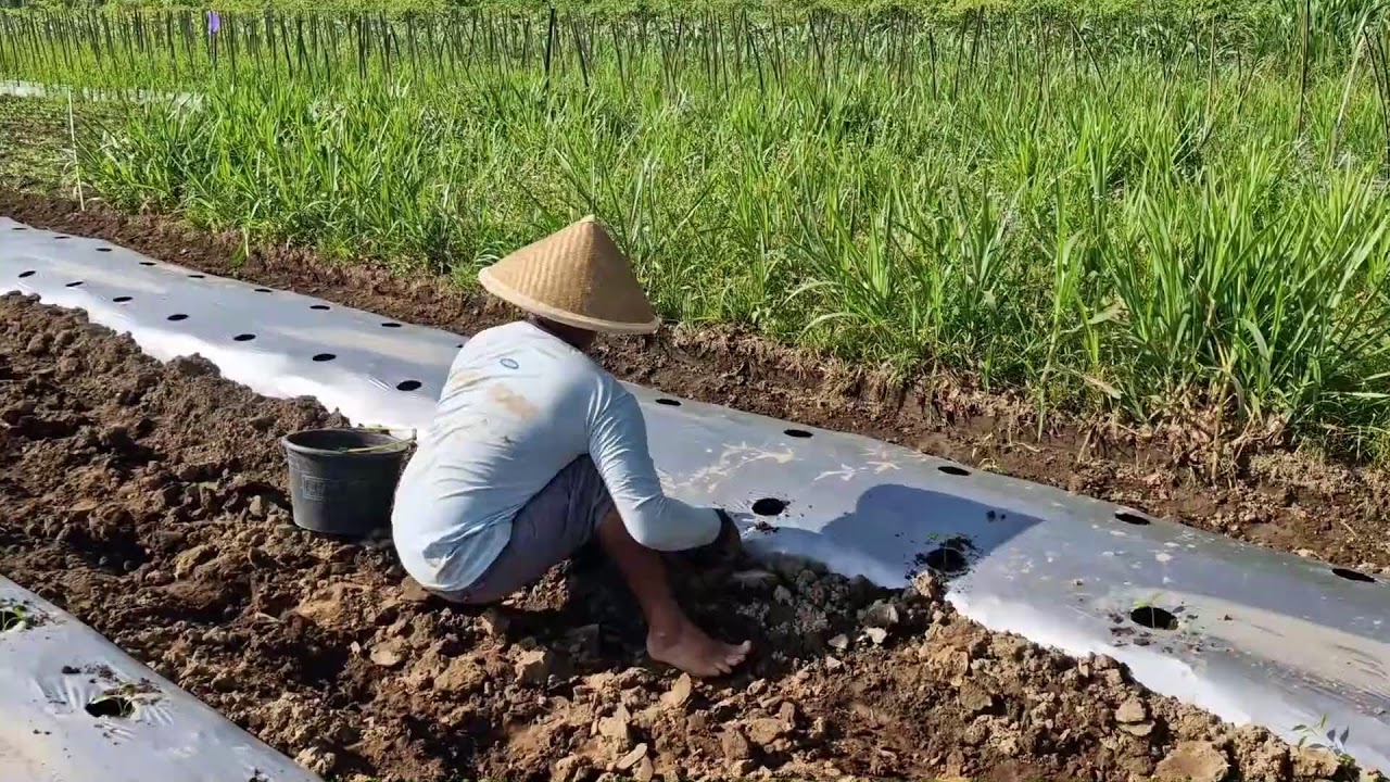 NO GLOVES? NO PROBLEM! CHILI PLANTING TIPS FROM A SMART FARMER - Agriculture Farming