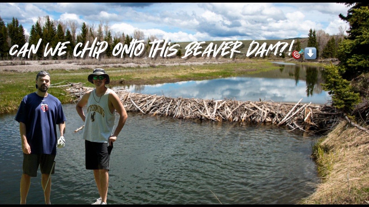 Trying to hit a Beaver Dam Golfing