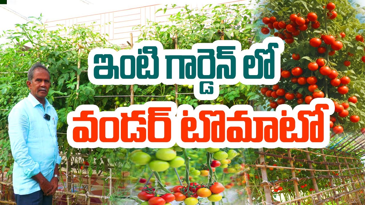 10 అడుగుల Tomato | పెంచింది ఈ రైతే | Sambashivarao @Raitunestham
