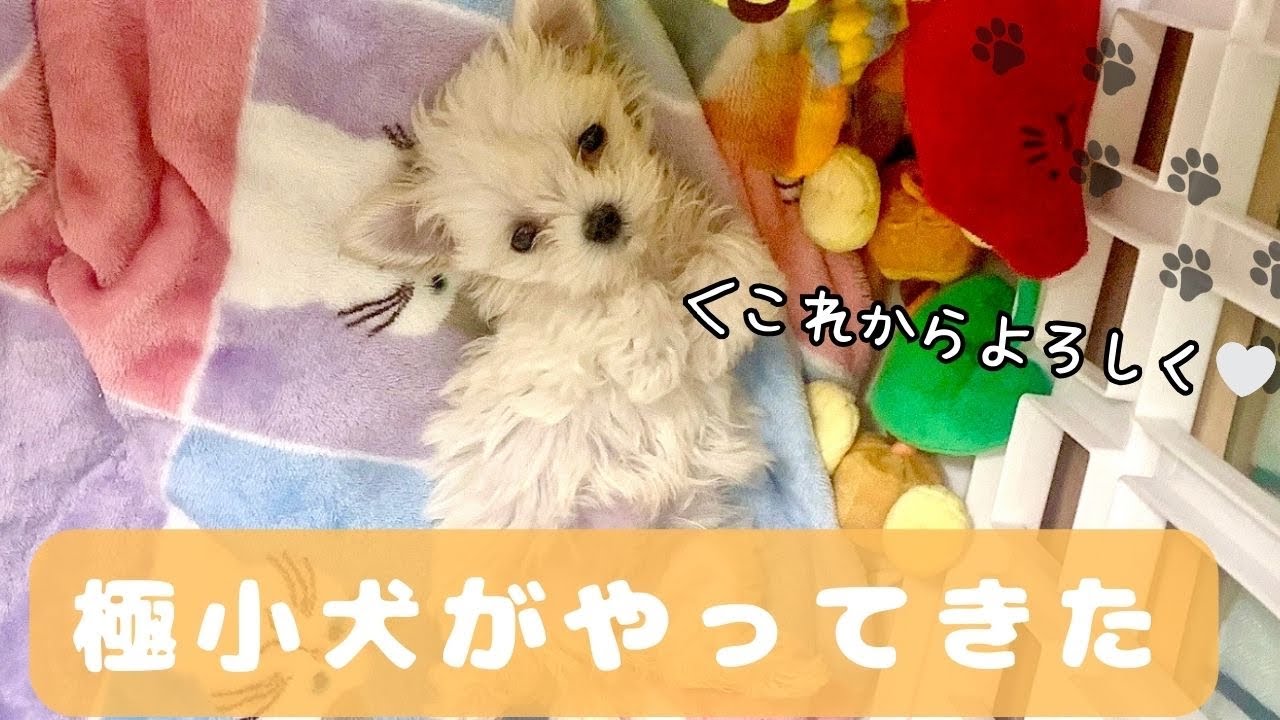 約500gのマルチーズと運命的な出会いをしました