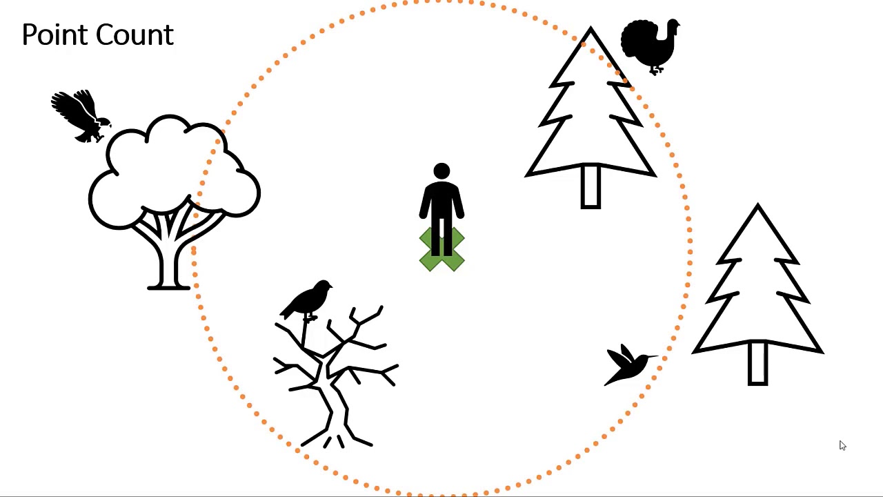 Avian Count Surveys