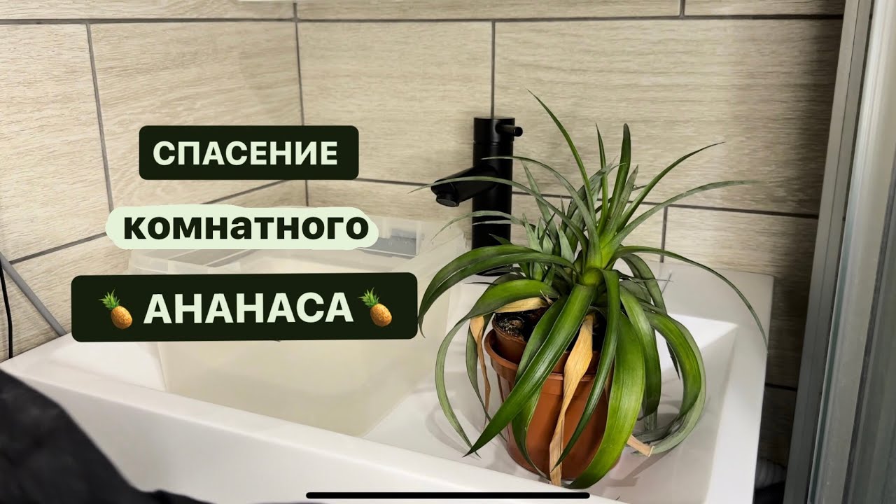 Спасаю комнатный Ананас от вредителей. Рассаживаю деток и рассказываю про уход в домашних условиях.
