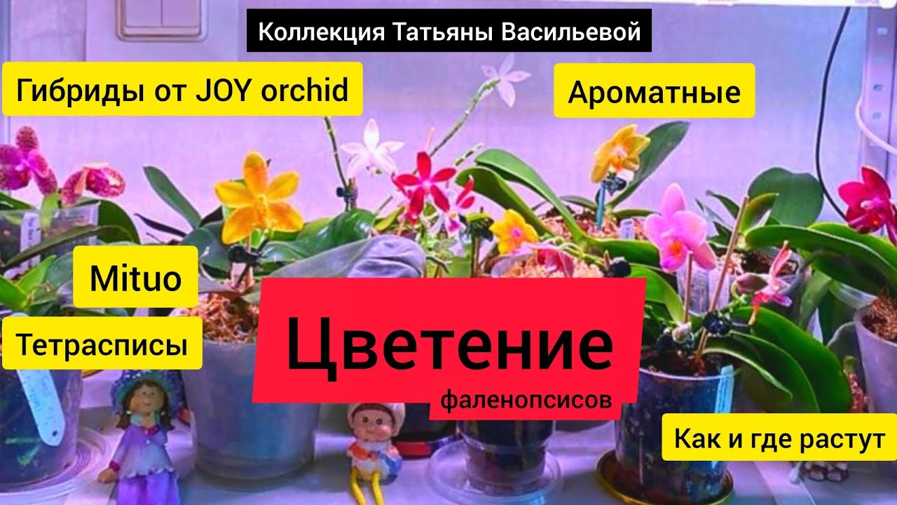 Ароматные фаленопсисы, гибриды от JOY orchid, tetraspis green, c1, coffee, Mituo (ЧАСТЬ 1)