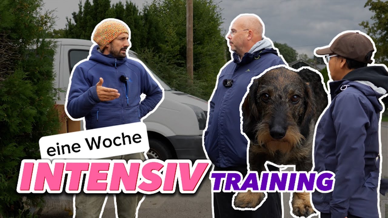 EINE WOCHE DACKELTRAINING! Intensivkurs zu den Themen Alleinebleiben/Leinenf&uuml;hrigkeit/Aufmerksamkeit