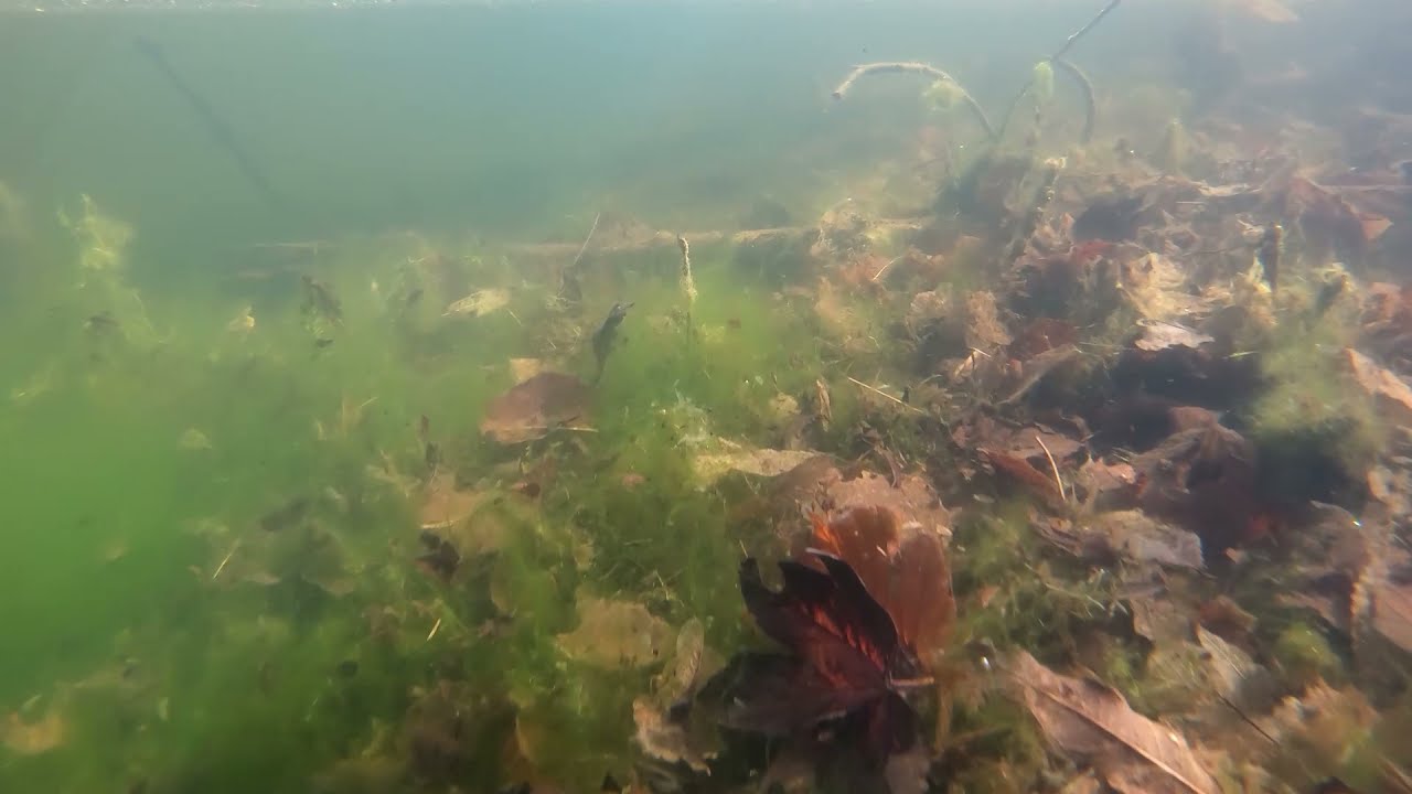 Experience River Life with RC Boat - underwater video